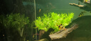 榄菊电蚊香液3瓶150晚+小夜灯智能器无香电蚊香基孔肯雅热驱蚊液 实拍图