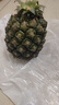 广东徐闻香水菠萝新鲜水果生鲜热带孕妇水果整箱包邮 【限时低价】1个装  净重650g起 实拍图