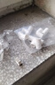 联塑  PVC穿线管 阻燃电线管走线管国标加厚电料配件 dn20-2米*5根送8个配件【京仓速达】  实拍图