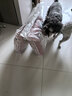 朗亲狗粮肉粒双拼比熊柯基博美小型犬专用幼犬成犬通用型狗粮5kg 实拍图