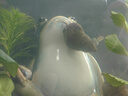 黑壳虾活体观赏花腰虾除藻虾辣椒蟹淡水鱼草缸虾苹果螺清洁虾工具 除藻黑壳虾30只送10只备损 实拍图