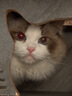 instinct天然百利三文鱼配方全猫粮10磅/4.5kg 实拍图
