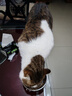 LEGENDSANDY蓝氏全价猫粮生鲜高能系列成猫幼猫 试用 试吃 猎鸟乳鸽 50g*5 实拍图