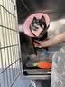 疯狂小狗狗粮 中大型幼犬成犬 鸡肉燕麦呵护肠胃通用粮2kg/4斤 实拍图