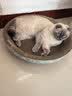疯狂的主人 猫抓板窝超大号猫玩具猫爪板猫抓盆不掉屑猫窝碗形圆形瓦楞纸 实拍图