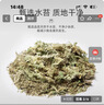 史丹利水苔150g 蝴蝶兰专用土干苔藓养兰花的营养土优质文石斛心兰乌龟 实拍图