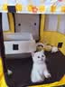 贝初众猫产房猫咪产房产窝大号折叠猫笼封闭式生产隔离房狗狗帐篷猫围栏 大号【适合猫爸妈+多猫宝+用品】 一房多用/矩形不占地/透气大空间 折叠易收纳/结实耐抓/经久耐用 实拍图