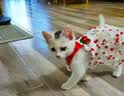 阿莫尔猫咪衣服夏天薄款甜美连衣裙防掉毛布偶金渐层狗狗衣服吊带蛋糕裙 樱桃蛋糕裙【透气柔软】 XS（建议1-3斤 参考胸围背长） 实拍图