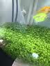 疯狂水草（FKSC）鱼缸除藻剂去苔剂青苔清除剂700ml鱼缸清洁神器绿水绿藻类金鱼藻 实拍图
