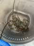 喵和渔鲜活小青龙印尼大龙虾 青龙虾 虾类活虾青龙仔生鲜海鲜 （5-6两/2只） 实拍图