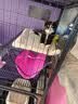 憨憨宠 猫笼 大号方管猫笼子家用带厕所猫屋猫舍猫别墅繁殖笼幼猫成猫笼 置物架四层丨黑色79*54*137cm【2-3只成猫或4只幼猫】 实拍图
