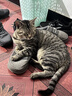 网易严选全价冻干双拼猫粮3.0成猫幼猫通用干粮鲜鸡肉7.2kg【赠猫砂】金选 实拍图