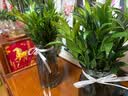 招财驱蚊竹柏水培绿植客厅室内办公室盆栽植物驱蚊竹水养四季常青 A级驱蚊竹柏【10棵】 晒单实拍图