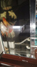 森森鱼缸增氧泵水族箱氧气泵LQE-200家用小型充氧泵4W双孔+全套配件 实拍图