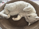 疯狂的主人 猫抓板窝特大号猫玩具猫爪板猫抓盆不掉屑猫窝碗形圆形瓦楞纸 实拍图