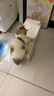 米家宠物智能喂食器2可视版+宠物智能饮水机2组合套装小米猫咪狗狗 实拍图