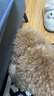 来旺兄弟猫咪剃脚毛器宠物狗狗剃毛器局部修剪电动推子LED灯PC-280白色 实拍图