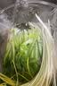 【农户直通车】红帽蒜苔约500g 实拍图