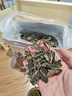 福茗源福鼎白茶白牡丹  特级2021原料生晒太姥山老白茶叶礼盒送长辈500g 实拍图