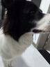 LEGENDSANDY蓝氏狗粮真鲜乳鸽中小型犬生骨肉冻干鲜肉犬粮250g 实拍图