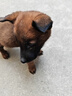 狼孩儿狗粮40斤20kg德牧成犬幼犬牧羊犬大型中小型犬10kg通用型20斤5kg  5kg主粮(牛肉味10斤) 实拍图