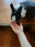 jolly pet products兔子水果干蔬菜干零食龙猫仓鼠荷兰猪零食小宠小食小吃 Alice果纤纤混合果干25克脆干 实拍图