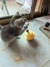 欢宠网猫玩具猫咪逗猫棒猫薄荷球不倒翁自嗨神器自己玩解闷猫猫小猫幼猫 实拍图