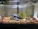 创宁鱼缸渔池循环变频潜水泵 水族箱安静抽水  水陆两用 鱼池假山过滤 升级款【超轻音25W】流量2200-3500L 实拍图