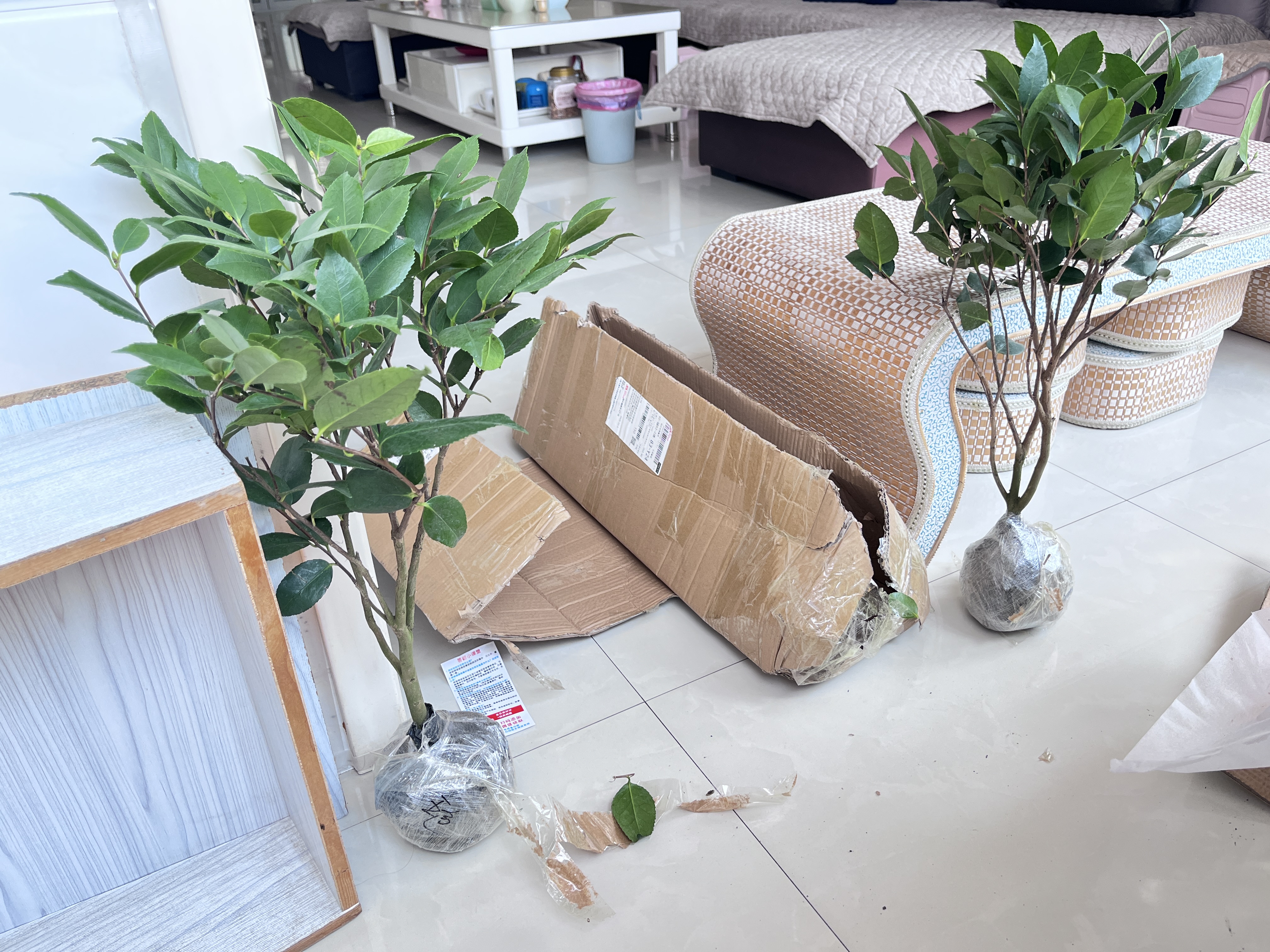 绣球花苗无尽夏带花苞四季开花绣球花盆栽庭院好养花卉植物室内花 烈焰【大花绣球-可调色】 中苗【当年开花】原盆宽15cm高30cm冠25cm 实拍图