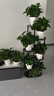 京东绿植绿萝盆栽除甲醛花卉绿植办公室新房净化空气180菱形3盆源头直发 实拍图