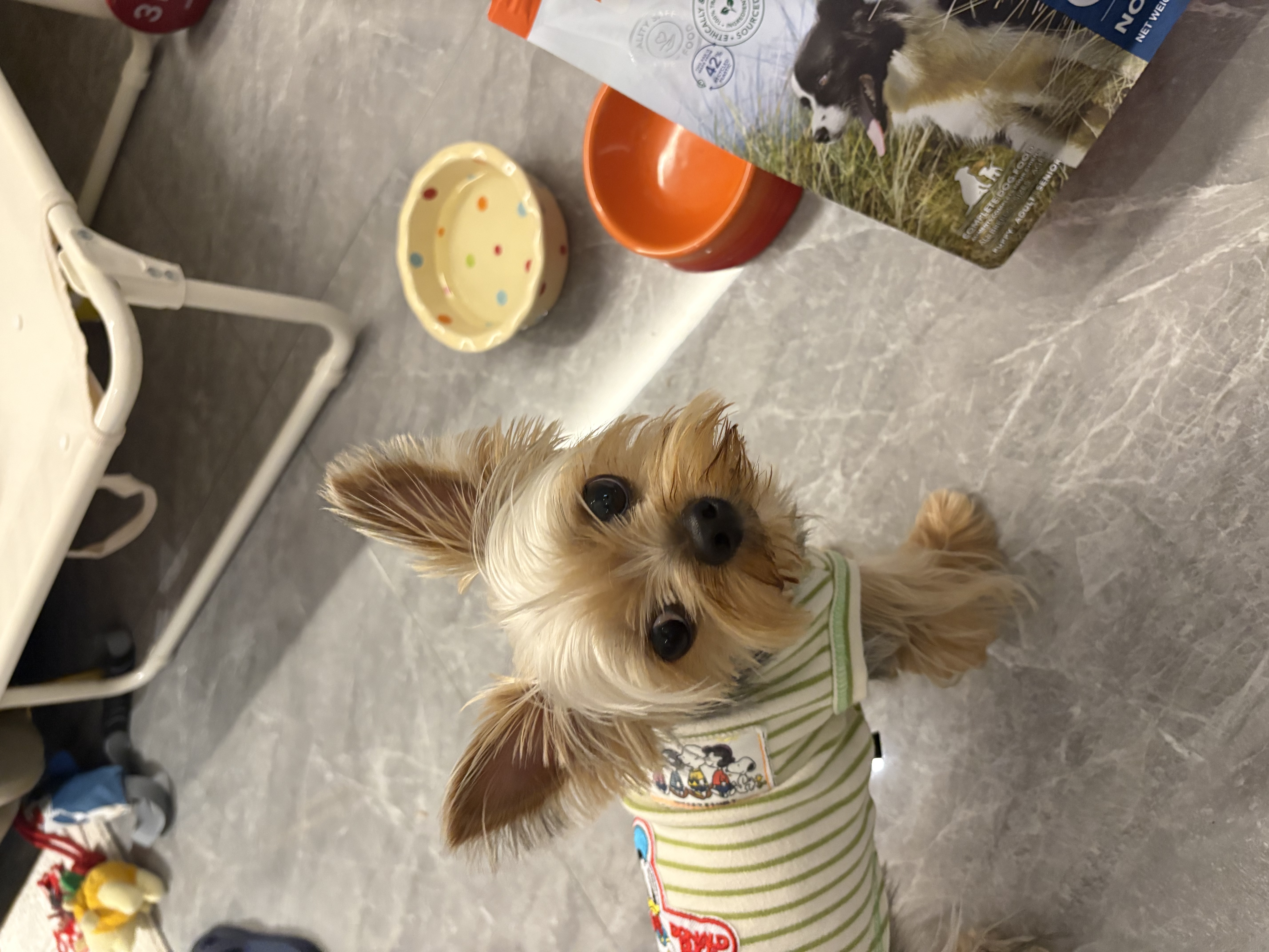 K9 Natural犬冻干进口无谷生骨肉冻干幼成犬通用牛肉500g【27/5】 实拍图
