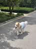 MIKI PAD狗狗衣服凉凉衣四脚春秋薄款中大型犬边牧宠物防虫凉感冰丝防晒衣 紫色 【凉感防晒】UPF50+ 7XL 参考背长65cm购买（建议45-55斤） 实拍图