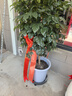 漫生活花盆托底盘移动花盆托盘外径320内径285mm加厚底盘带轮托底座4轮 实拍图