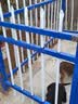 安兴才镀锌锌钢护栏铁艺围栏简易小区围墙栅栏室外户外栏杆厂区别墅围栏 普货1.0米高2横梁（1米价格） 实拍图
