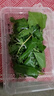沃绣 蚕宝宝当天发货 活蚕宝宝蚕卵小蚕彩色蚕新鲜桑叶学生养蚕套装 3龄蚕宝宝10条+透气盒+桑叶 实拍图