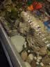 阔庭（KUOTING）鱼缸水族箱生态桌面鱼缸新款懒人鱼缸过滤制氧一体白色【特大号】 实拍图