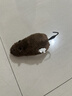猫咪玩具电动小老鼠自嗨解闷斗逗猫棒仿真猫用品大全消耗体力好物 宠物玩具【发条小鼠】-深棕色 无规格 实拍图