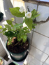 茉莉花苗盆栽带花苞九里香老桩驱蚊花卉植物室内浓香四季开花好养 大份茉莉花【4-6颗】花苞饱满 不含盆 实拍图