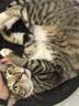 Orijen渴望猫粮 成猫幼猫粮 全价通用无谷原味鸡肉进口5.4kg效期26/12 实拍图
