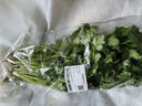 带根香菜100g 实拍图
