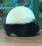 皇家狗粮 成犬粮 通用犬型 CC通用狗粮12月以上 8KG【成犬通用】 实拍图