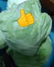 山东新鲜甘蓝包菜卷心菜圆白菜新鲜嫩绿莲花白现摘现发早餐减脂 新鲜包菜 4.6斤净重 人工挑拣 实拍图