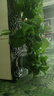 京东绿植绿萝盆栽除甲醛花卉绿植办公室新房净化空气180加仑4盆装源头直 实拍图
