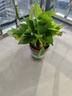 京东绿植绿萝盆栽除甲醛花卉绿植办公室新房净化空气 120款10盆源头直发 实拍图