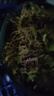 史丹利水苔150g 蝴蝶兰专用土干苔藓养兰花的营养土优质文石斛心兰乌龟 实拍图