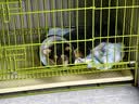 普安特宠物狗狗驱虫药犬体内外同驱跳蚤犬虱非泼罗尼爱滴克+内驱 实拍图