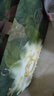 babycare金山茶花拉拉裤XL34片(12-17kg)婴儿尿不湿超薄透气新生柔花苞裤 实拍图