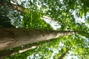 腾龙（Tamron）A071S 28-200mm F/2.8-5.6 Di III RXD大光圈远摄大变焦镜头 索尼全画幅微单镜头(索尼全幅E口) 实拍图