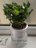 绿有意绿植盆栽多肉花卉盆栽植物室内桌面水培绿植办公室客厅植物懒人 栀子花（淡淡芳香） 实拍图