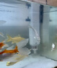 松宝（sobo）鱼缸过滤器三合一循环过滤器增氧泵水泵抽水吸便净水AQ-6000F款4W 实拍图